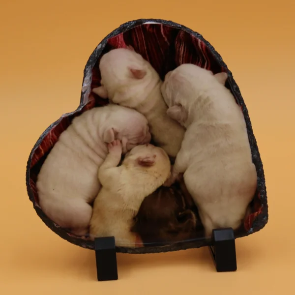 A group of four puppies in a heart shaped box.