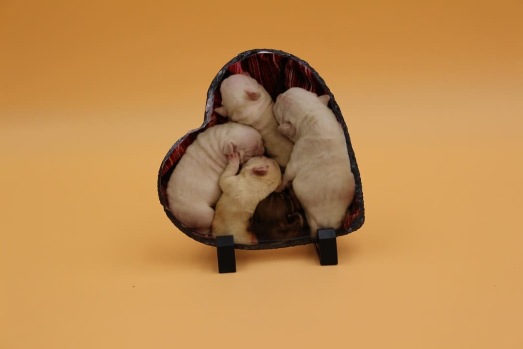 A heart shaped object with three puppies inside of it.