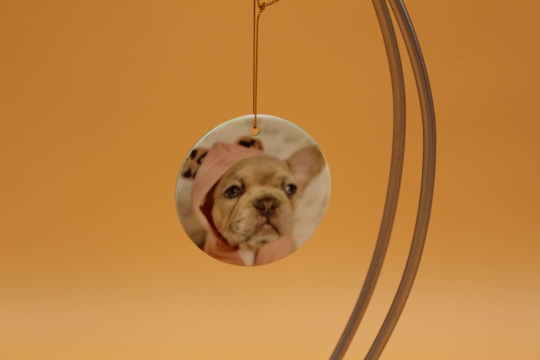 A dog hanging from the ceiling of a room.